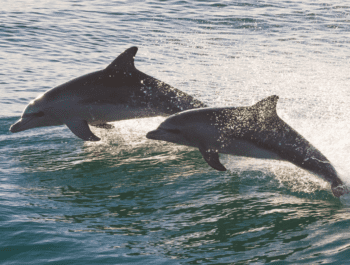 Dolphin tours in outer banks north carolina Kitty hawk Kites