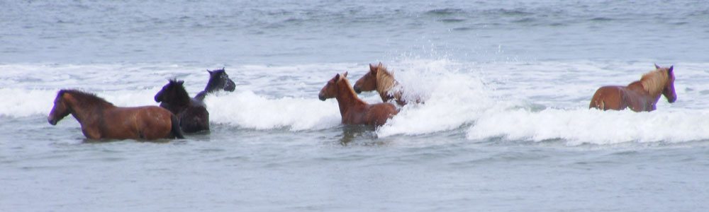 outer banks hookup Sandy beaches, shallow-water sounds and some of the best surfing on the east coast draw visitors to the north carolina coastline the outer banks, a strand. outer banks hookup Sandy beaches, shallow-water sounds and some of the best surfing on the east coast draw visitors to the north carolina coastline the outer banks, a strand.