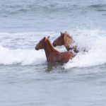 wild horse tours outer banks nc