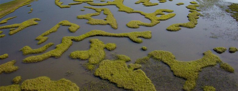 Currituck Sound Backwater Eco-Cruise | Duck NC | Kitty ...