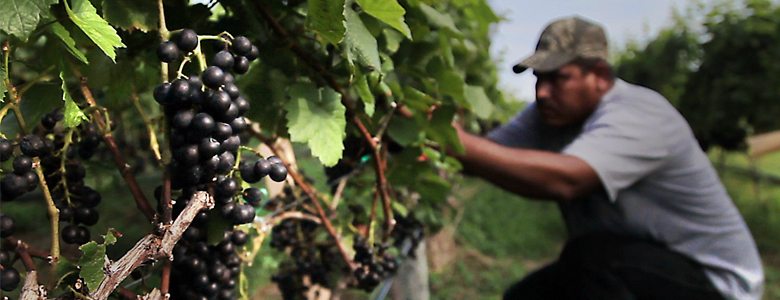 Sanctuary Vineyard Cruise Currituck North Carolina