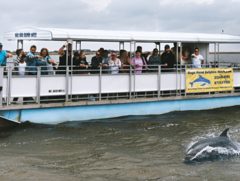 DOLPHIN WATCHING TOURS - 10% OFF