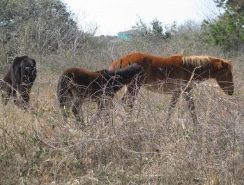 Corolla Wild Horse Tours