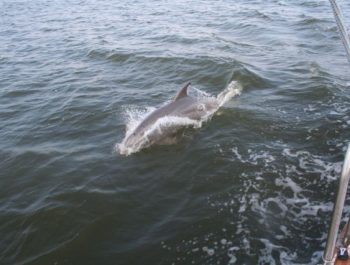 Dolphins on Tour Sailing