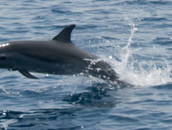 Outer Banks Dolphin Tours