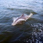 Dolphin Sailing Cruise OBX