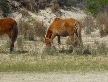 Wild Horse Tours