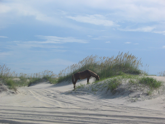 A wild horse in his natural habitat of sandy Corolla NC