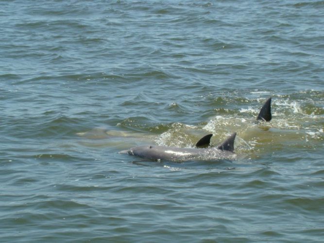 dolphin-tours-outer-banks-north-carolina