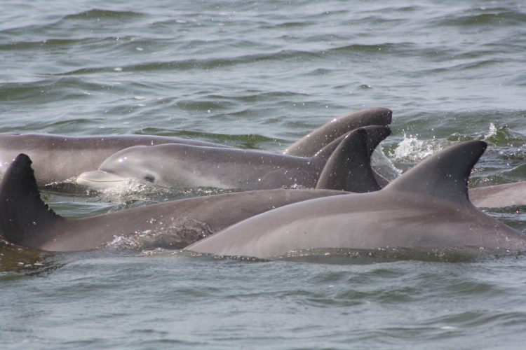 dolphins-roanoke-sound-manteo-outer-banks