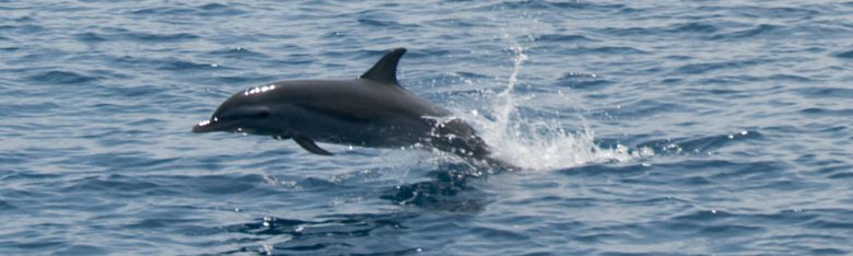 Dolphin Cruise Gift Certificates Dolphin Cruise Gift Certificates