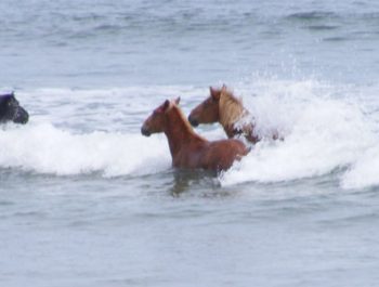 wild horse tours outer banks nc