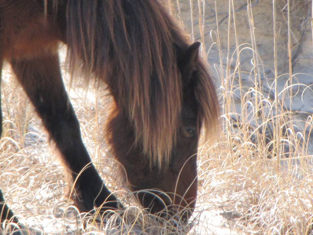 Newest addition to the Corolla Wild Mustangs-Gus the Shacklford Banks Stallion.