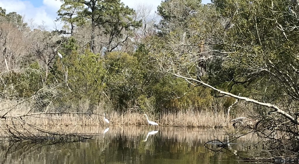 Alligator River National Wildlife Refuge