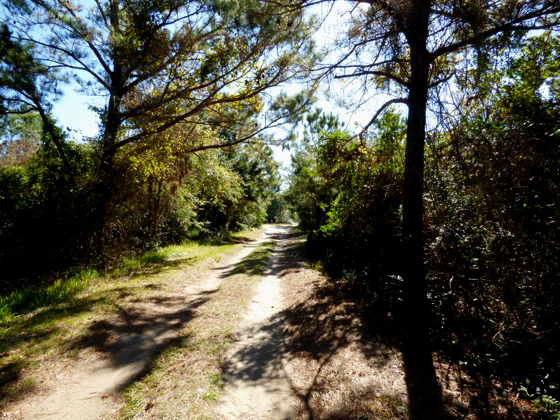 Buxton Woods, Old Doctors Road.