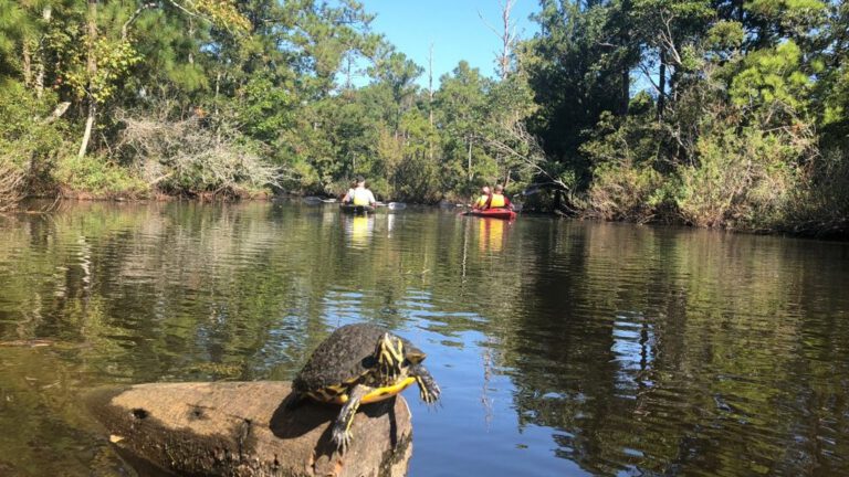 Turtle spotted on the Outer Banks sound