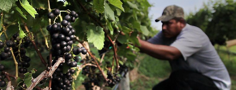 About Sanctuary Vineyards About Sanctuary Vineyards