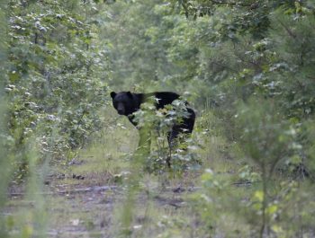Black bear seen on an Outer Banks Bear Tours