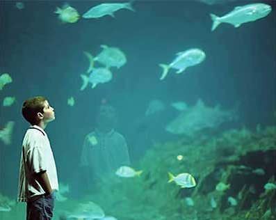boy looking at fish in aquarium
