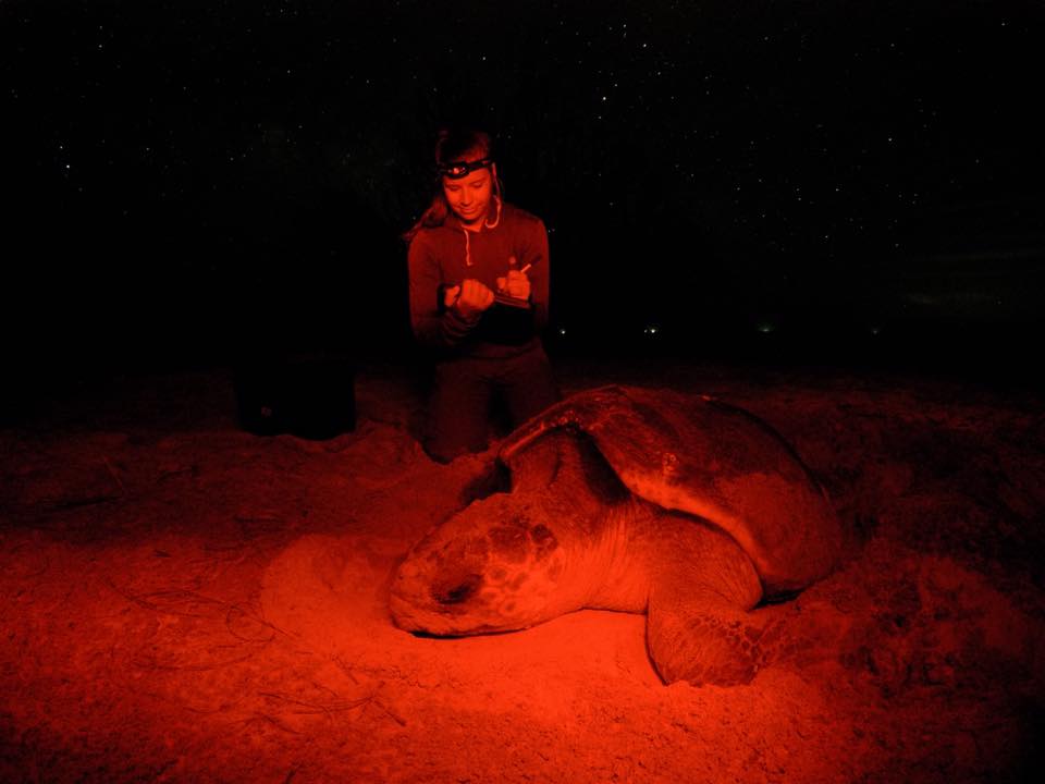 Sara Weaver and a sea turtle at night