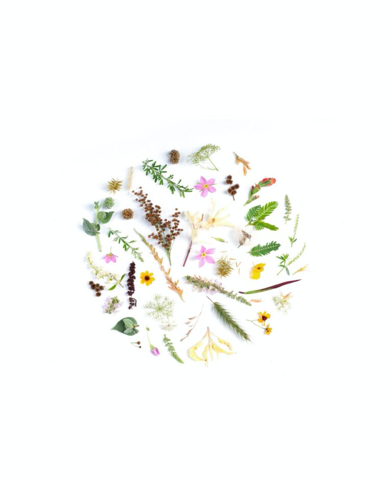 assorted nature items
