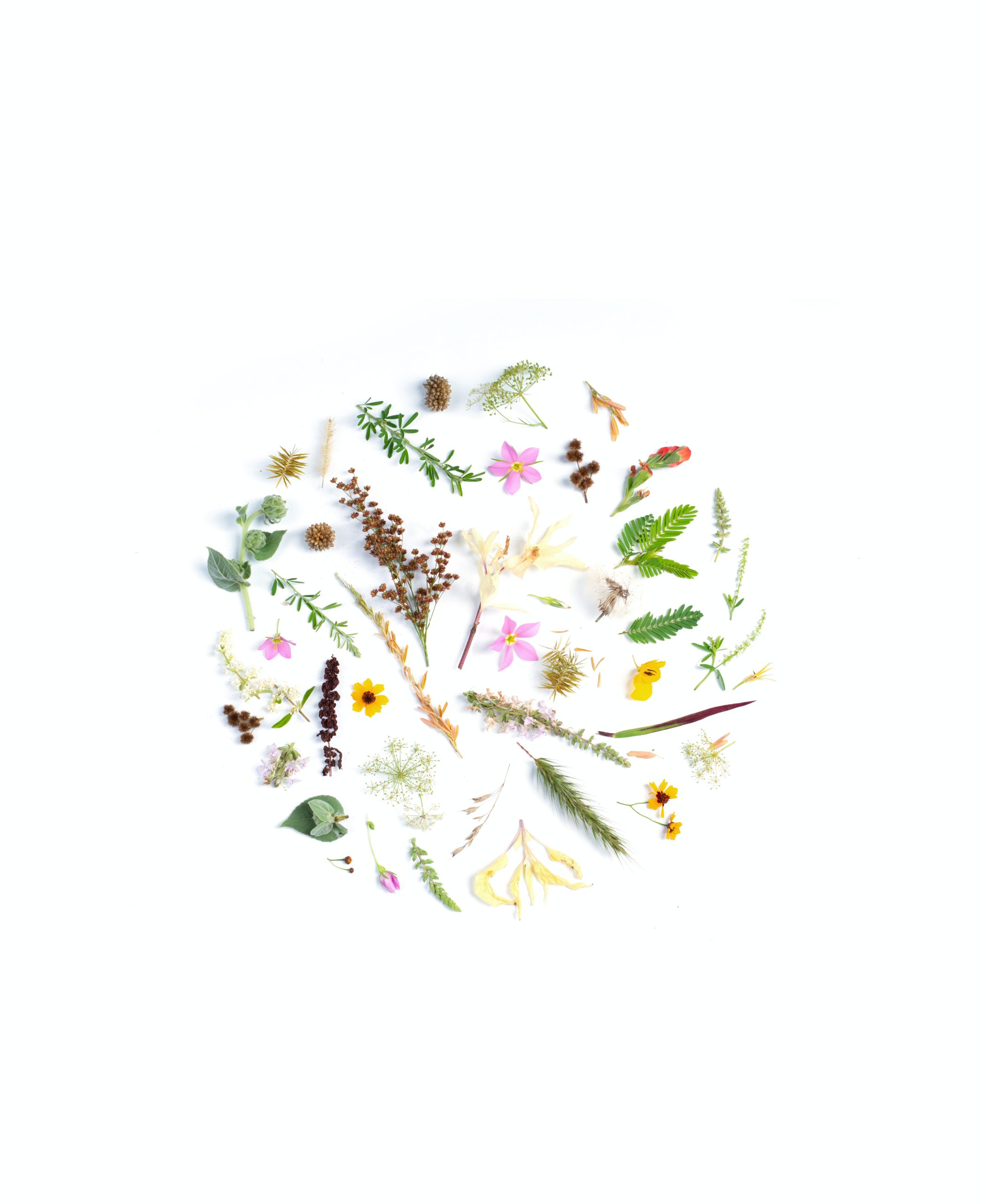Use Nature to Make Art!