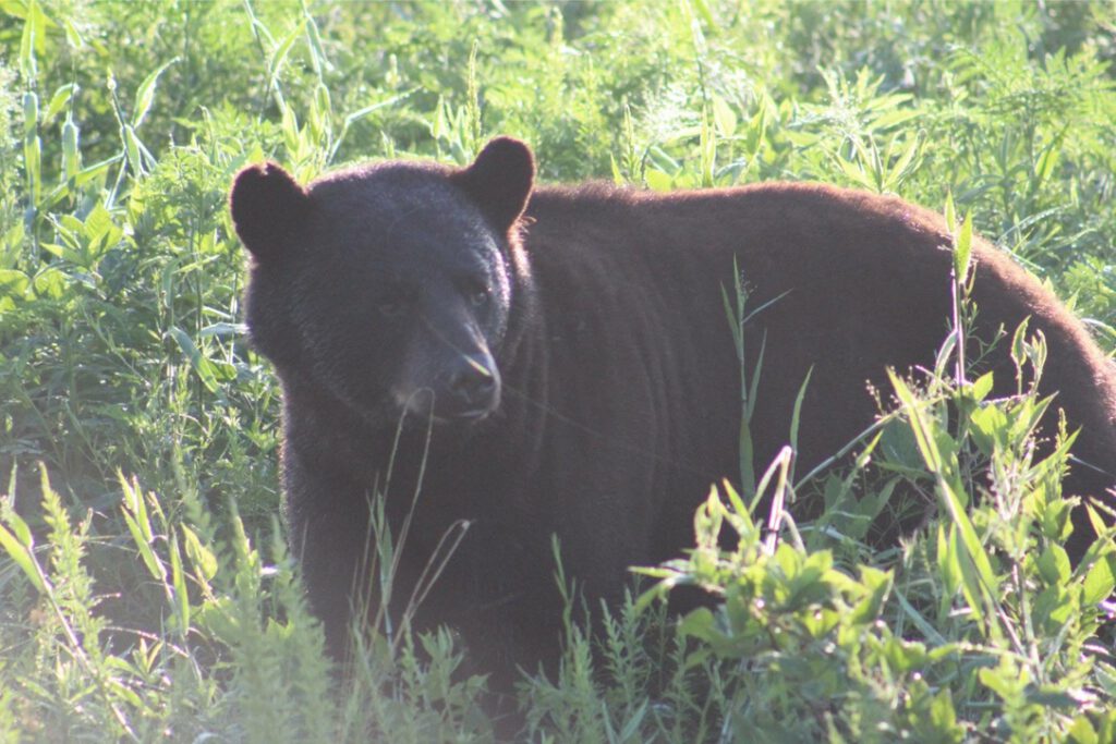 Outer Banks Bear Tour
