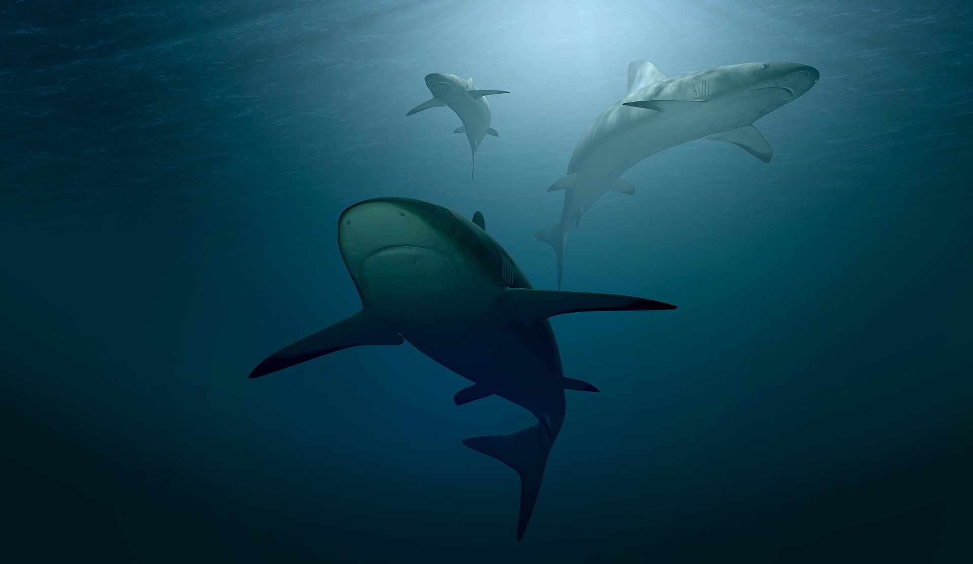 Celebrate Shark Week With Us!