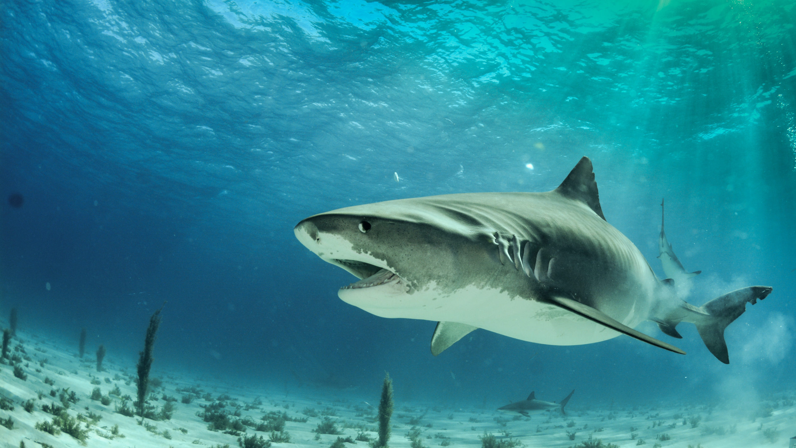 Shark Week on the Outer Banks