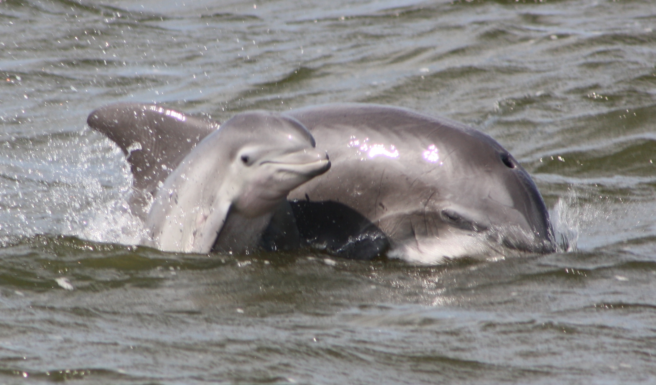 On an OBX Dolphin Tour ? It’s All About Fins, Facts and Fun!
