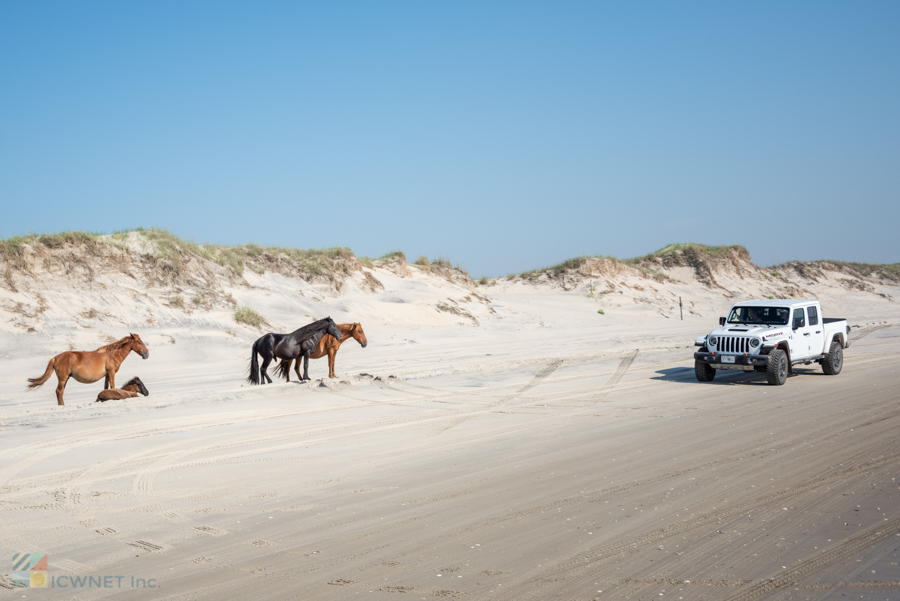 corolla-wild-horses-4