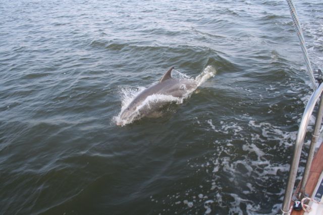 Dolphin Tour: Miss Bodie Island