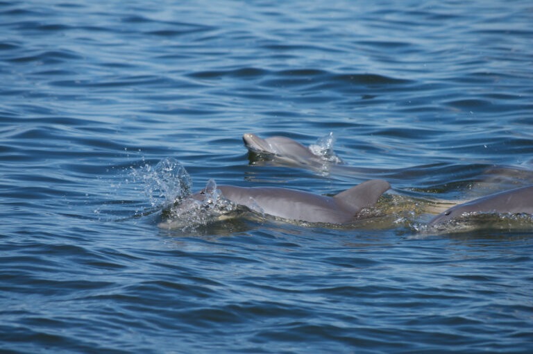 Dolphin Tour: Safari