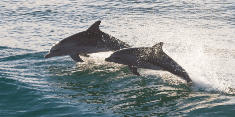 Dolphin Tours