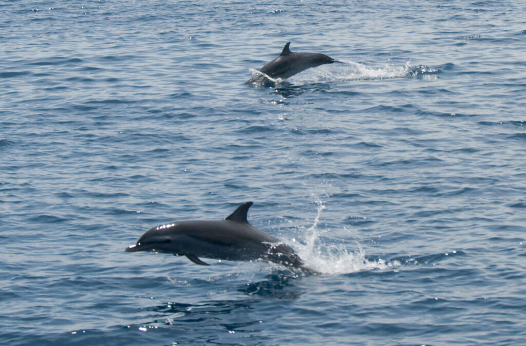 Two dolphins swim and splash through open water.