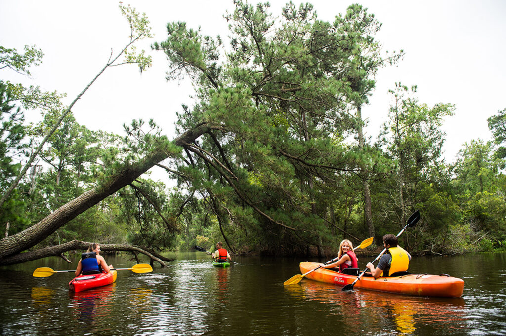 Several people kayak along a calm wooded waterway under leaning pine trees.