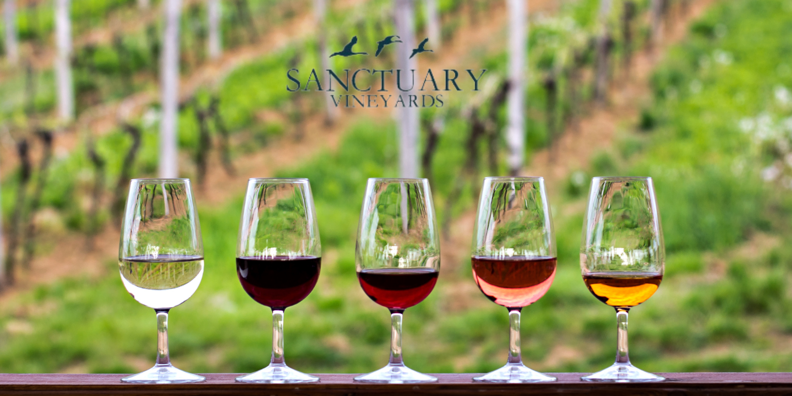 Sanctuary Vineyard Voyage