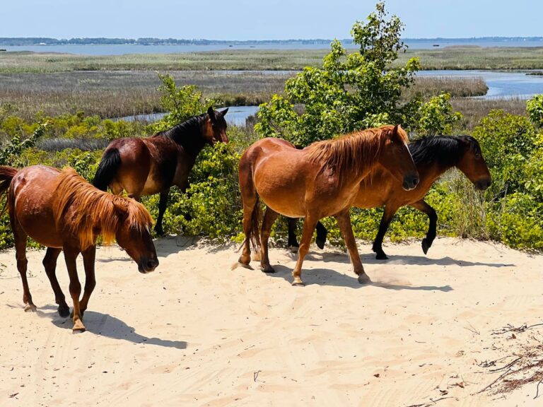Wild Horse Tours
